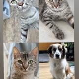 Photo de chat perdu à Tours