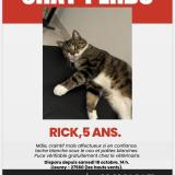 Photo de chat perdu à Lieurey