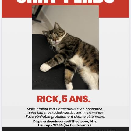 Photo 1/1 Chat retrouvé Perdu à Lieurey