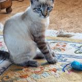 Photo de chat perdu à Buxieres Les Mines