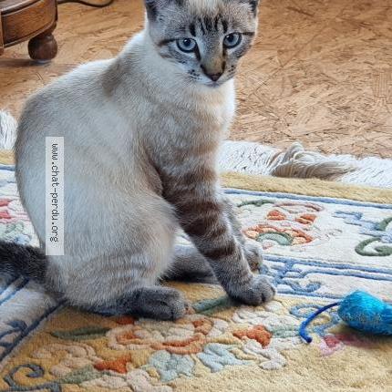 Photo 1/1 Chat retrouvé Perdu à Buxieres les mines