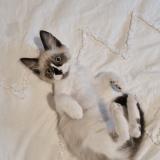 Photo de chat perdu à Le Cannet