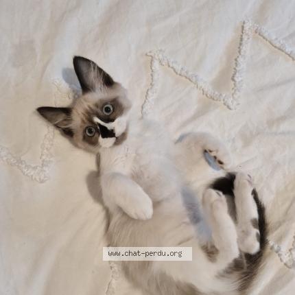 Photo 1/1 Chat retrouvé Perdu à Le cannet