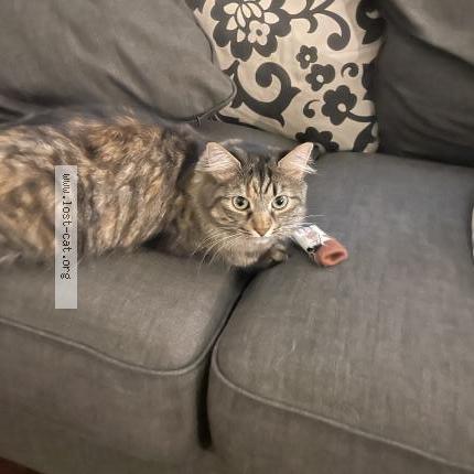 Photo 1/1 Sunny Chat perdu à Lilburn