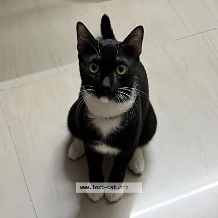 Photo 1/1 Kiko Chat perdu à Chennai