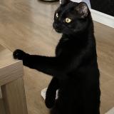 Photo de chat perdu à Saint Barthelemy