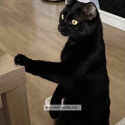 Photo 1/1 Chat retrouvé Perdu à Saint barthelemy