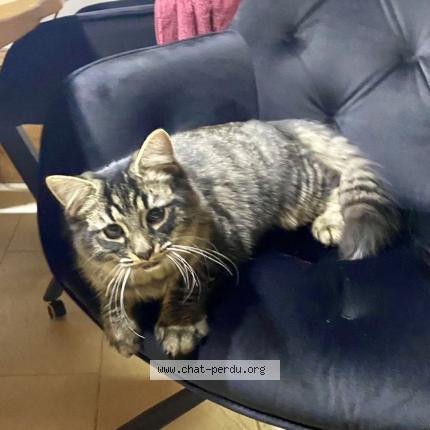 Photo 1/1 Chat retrouvé Trouvé à Forel Lavaux Mollie Margot