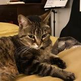 Photo de chat perdu à Rennes