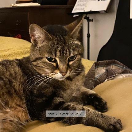 Photo 1/1 Chat retrouvé Perdu à Rennes