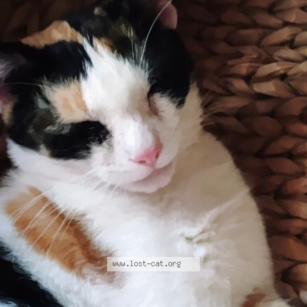 Photo 1/1 Peaches Chat perdu à Austin