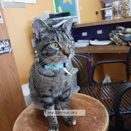 Photo 1/1 Ninja Chat perdu à Irving