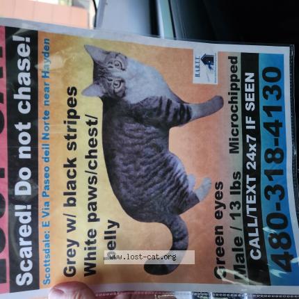 Photo 1/1 Reggie Jonasen Chat perdu à Scottsdale az