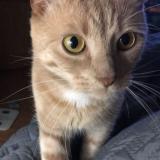 Photo de chat perdu à Uxbridge