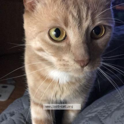 Photo 1/1 Phiff Chat perdu à Uxbridge