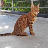 Photo de chat perdu à Retonfey