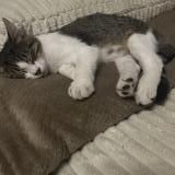 Photo de chat perdu à St Alban