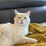 Photo de chat perdu à Saint Jean De Laur