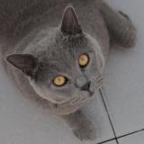 Photo de chat perdu à Domme