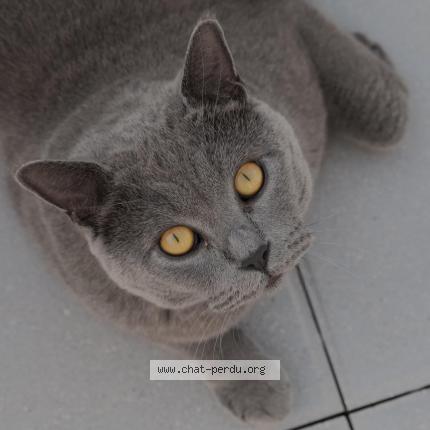 Photo 1/1 Chat retrouvé Perdu à Domme