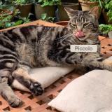 Photo de chat perdu à Bordeaux