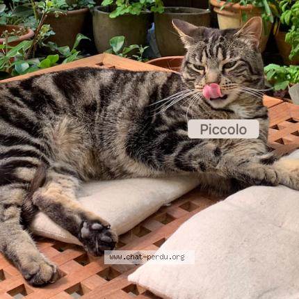 Photo 1/1 Chat retrouvé Perdu à Bordeaux