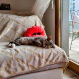 Photo de chat perdu à Bourg En Bresse 01000