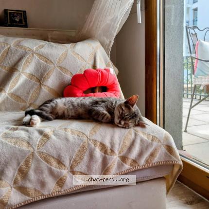 Photo 1/1 Chat retrouvé Perdu à Bourg en bresse 01000