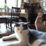 Photo de chat perdu à Magnac Laval