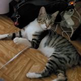 Photo de chat perdu à Montlucon