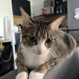 Photo de chat perdu à Sainte Foy Les Lyon