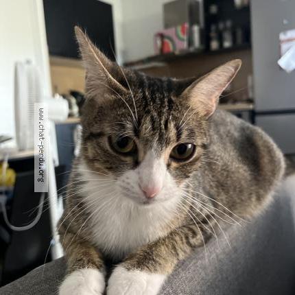 Photo 1/1 Chat retrouvé Perdu à Sainte foy les lyon