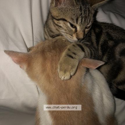 Photo 2/2 Tigrou Chat perdu à Venissieux