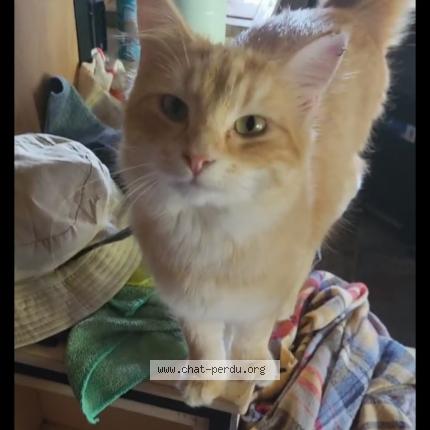 Photo 1/1 Chat retrouvé Perdu à Fouras