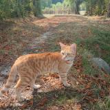 Photo de chat perdu à St Amand Montrond