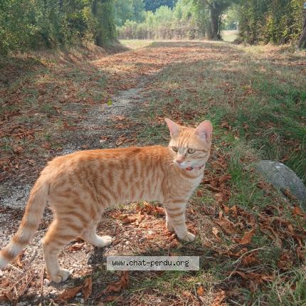 Photo 1/1 Chat retrouvé Perdu à St amand montrond