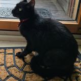 Photo de chat perdu à Treveneuc