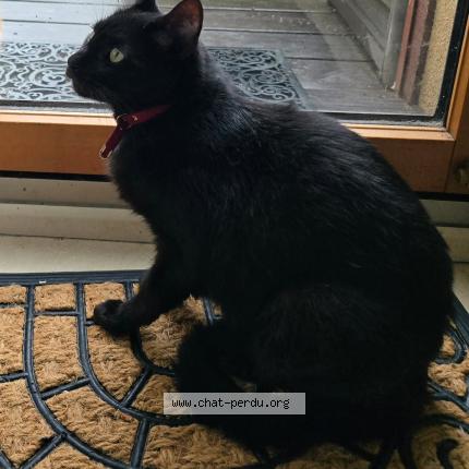 Photo 1/1 Chat retrouvé Perdu à Treveneuc