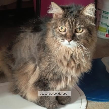 Photo 1/1 Chat retrouvé Perdu à Beziers