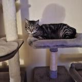 Photo de chat perdu à Wingles