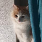 Photo de chat perdu à Valence