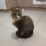 Photo de chat perdu à Voreppe