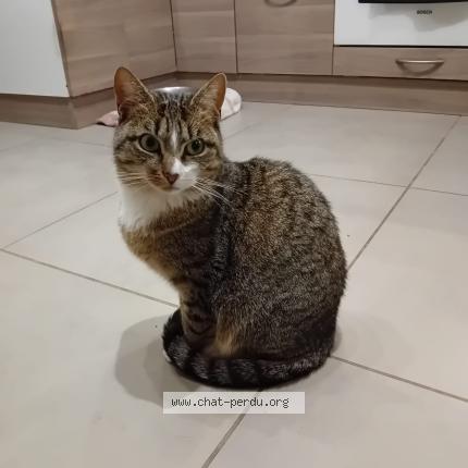 Photo 1/1 Chat retrouvé Perdu à Voreppe