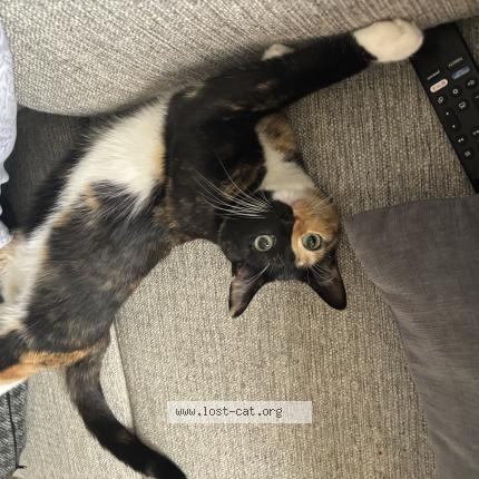 Photo 1/1 Reese Chat perdu à Laurel springs