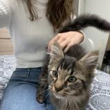 Photo de chat trouvé à Chantonnay