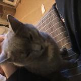 Photo de chat perdu à Saint Peray