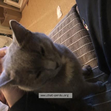 Photo 1/1 Chat retrouvé Perdu à Saint Peray