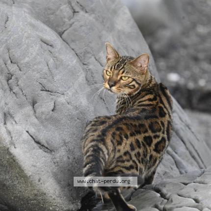 Photo 1/1 Arthur Chat perdu à L isle verte
