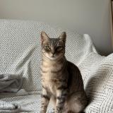 Photo de chat perdu à Aulnay Sous Bois