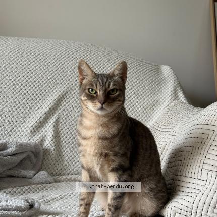 Photo 1/1 Chat retrouvé Perdu à Aulnay sous bois